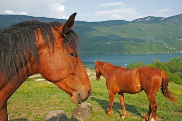 chevaux au bord d’un lac
