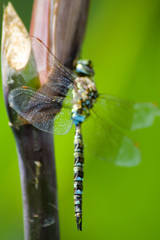 close-up of delicate dragonfly