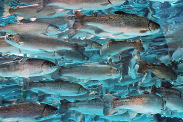 Obraz premium natural trout