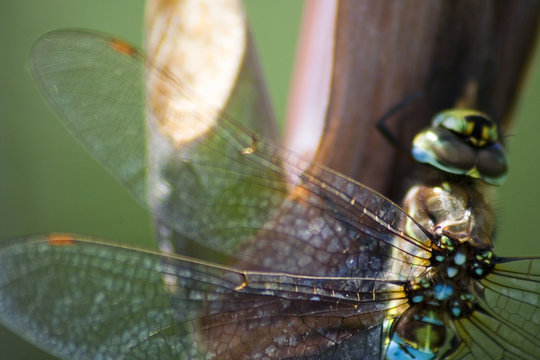 close-up of delicate dragonfly