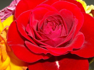 rosas cultivadas