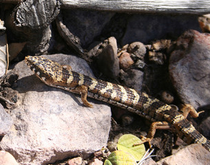 arizona alligator lizard
