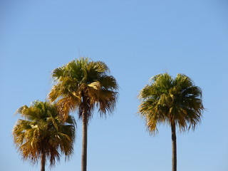 Fototapeta na wymiar palmeiras no céu