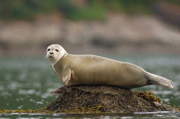 phoque canada