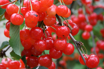 cerises sur l'arbre