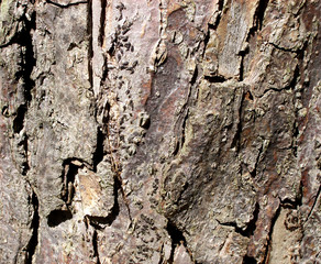 tree bark 3