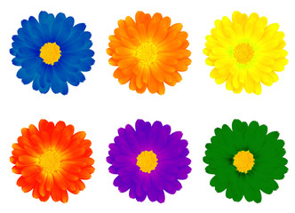 six colourful flowers