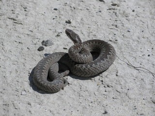 sand snake