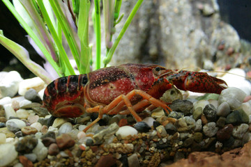 red crayfish