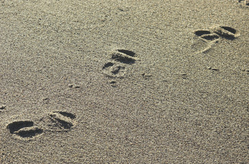 beach footprints