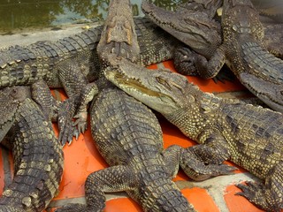 crocodiles