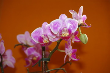 Fototapeta na wymiar orchideen