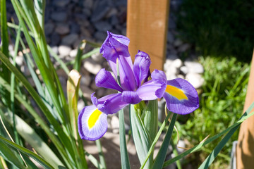 iris