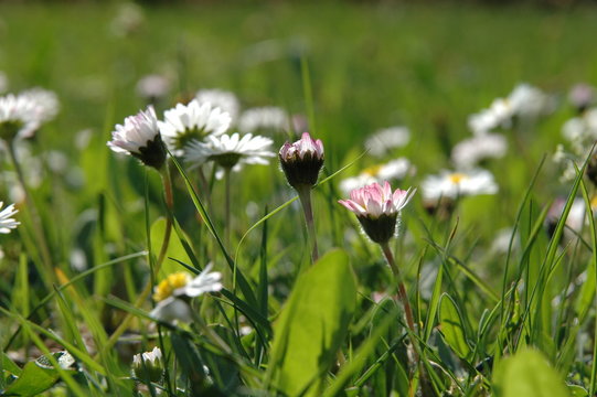 wiese mit g&auml;nsebl&uuml;mchen