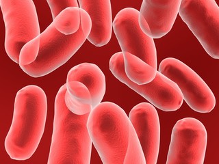 bacillus bacteria