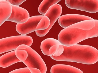 bacillus bacteria