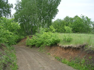 road in wood