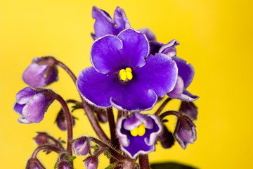 Fototapeta na wymiar five petals violet