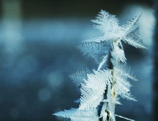 frost close-up