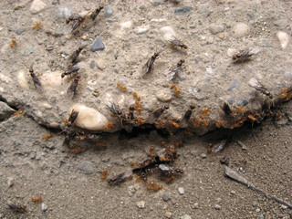 ants