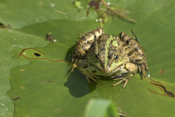 grenouille
