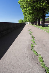 green rows-2