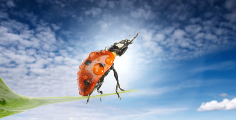ladybug