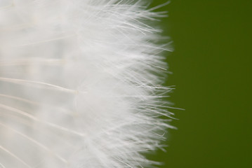 Obraz premium löwenzahn ganz nah