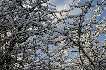 branches d'arbres enneigés