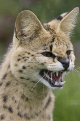 snarling serval portrait