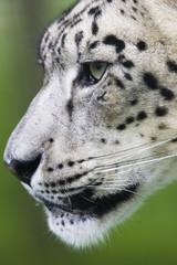 snow leopard portrait