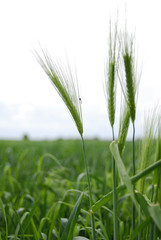 ähren im gegenlicht