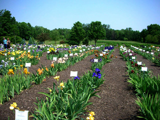 Iris farm