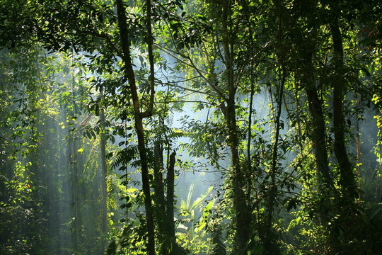 Fototapeta jungle