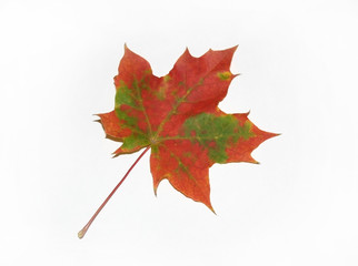multi-coloured maple leaf on a white background