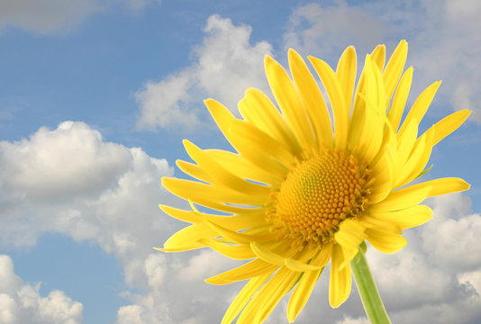 Fototapeta yellow flower on a background of the cloudy sky
