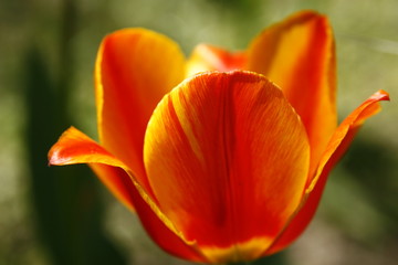 tulip colors