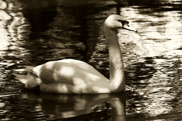 swan in sepia