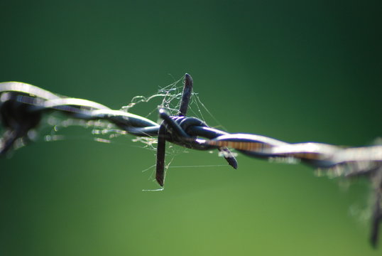 stacheldraht