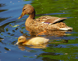 duck and duckling