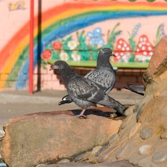 rock pigeon