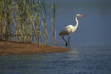 egret standing at the shoreline