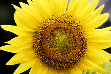Obraz premium sunflower 2