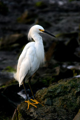 portrait of a great egret