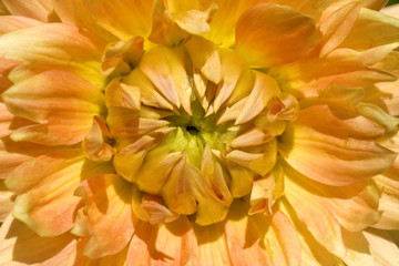 yellow orange dahlia.