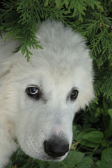 du wirst mich lieben und ehren