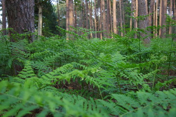 forêt