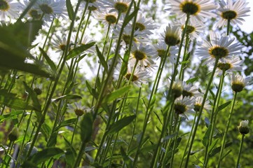 field of camomile
