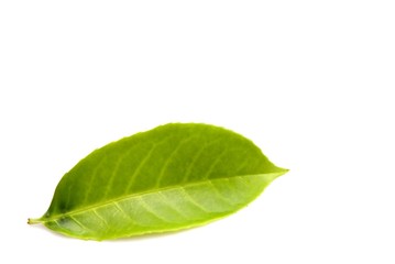 Fototapeta na wymiar green leaf isolated over white
