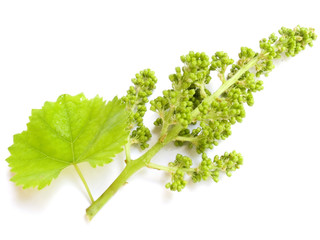 cluster of a young grapes